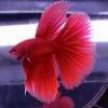 betta_splendens.jpg