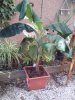 petites plantes et bananier 003.jpg