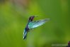 MART05_561-vol-du-colibri.jpg