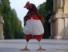 poule.jpg