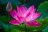 fleur de lotus.jpg