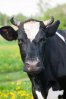 9657137-vache-broute-sur-pr-vert.jpg