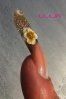 3D_Vitrail_Ongles_2.jpg