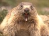 172_dents_de_marmotte.jpg