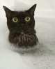 tete-animal-7-chat.jpg