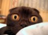 tete-animal-6-chat.jpg