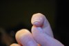 de tout des ongles 047.jpg
