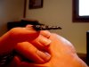 stiletto frantz 007.jpg