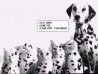 dalmatien_humour.jpg