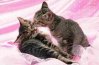 KittenKissingKitten1.jpg