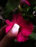 image-735476629.jpg