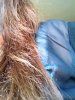 cheveux 004.JPG