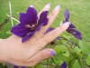 violet clematitt 1.jpg