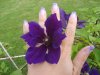 violet clematitt 2.jpg