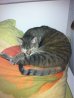 image-2654803456.jpg