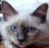 chaton-sacre-de-birmanie.2jpg.jpg