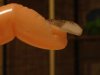 DSC07581.jpg