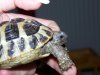 photo tortue herman 03-08-08 006.jpg