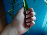 DSC05545 (800x599).jpg