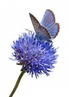 papillon bleuet.jpg