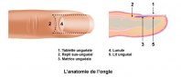 anatomie-de-longle.jpg