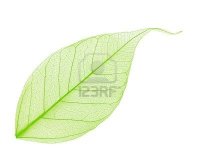 7049867-seul-decoratif-squelette-feuille-verte-element-de-votre-conception.jpg