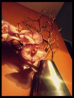 décoration bien etre et zen auterive toulouse.JPG