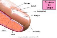 schema_ongle.jpg