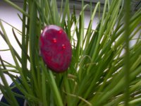 IMG-20130427-00510.jpg IMG-20130427-00510.jpg