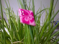 IMG-20130427-00512.jpg IMG-20130427-00512.jpg