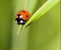 coccinelle.jpg