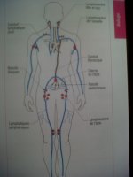 syteme lymphatique.jpg