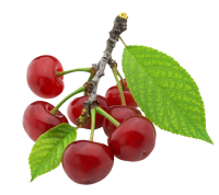 cerises.png