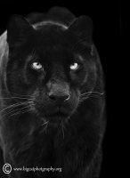 The-mystical-black-leopard.jpg