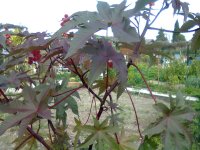 PLANTE INCONNU 001.jpg