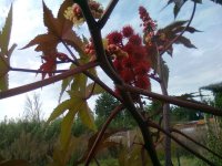 PLANTE INCONNU 002.jpg