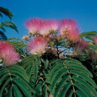 albizia-julibrissin-cyrano.jpg