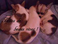 10-11-2013 (1)pp.jpg