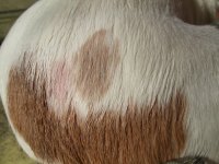 teinture binacil.jpg