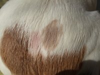 teinture binacil 1.jpg