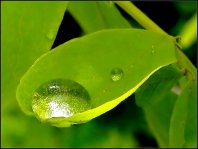 goutte-de-pluie-.jpg