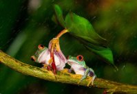 grenouilles abri.jpg