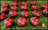 Cupcake-Coccinelles-Copier.jpg
