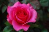 A-rose-is-a-rose-roses-20581060-2256-1496.jpg