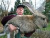 lapin%20geant.jpg