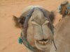 tÃªte chameau.jpg