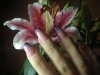 DSCN1053.jpg