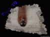 blogtrucastuce_fr_584130.gif