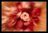 rose 5.jpg