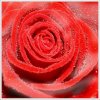rose rouge.jpg